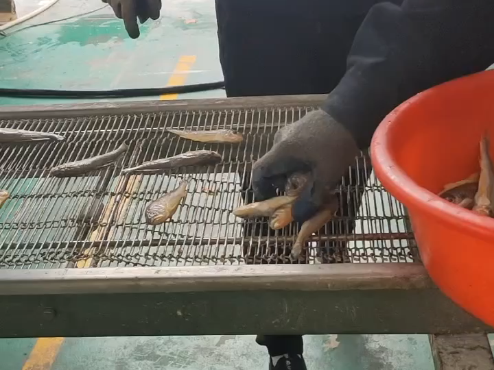 耦合、小黃魚、雞柳上漿裹粉機(jī)