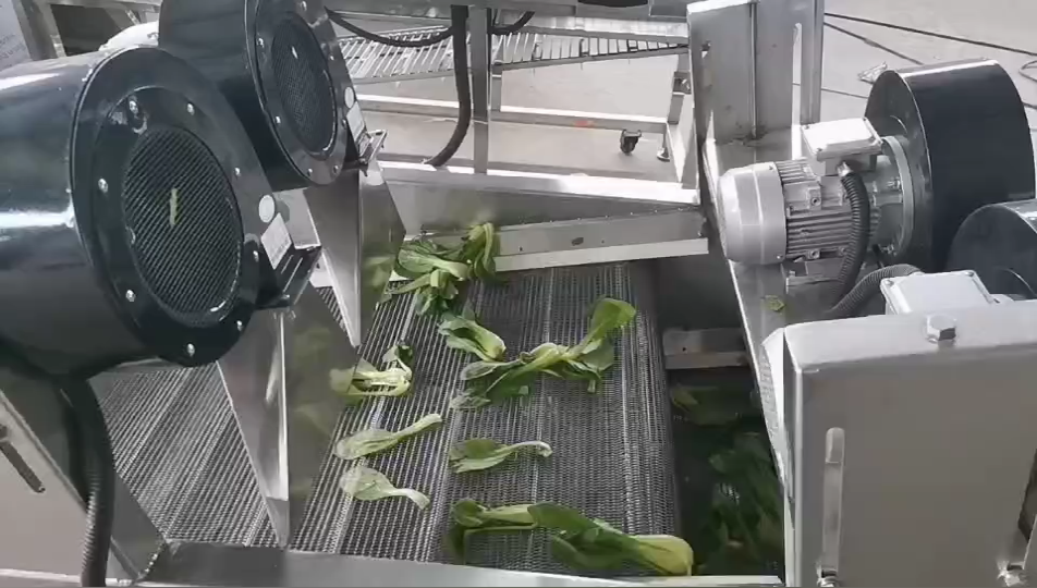 小油菜清洗風(fēng)干試機(jī)現(xiàn)場